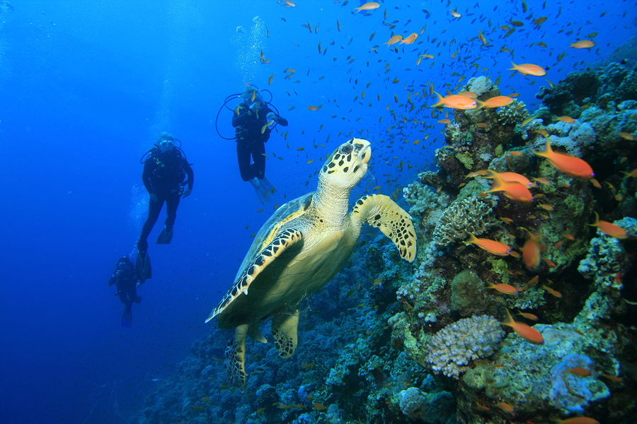 Scuba-Dive-Cozumel-Reefs