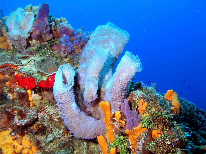 Corales de Cozumel no sufrieron daño por paso del huracán Delta