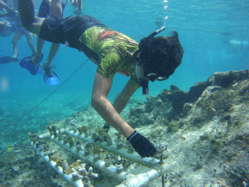 Quintana Roo es pionero mundial en la siembra de corales
