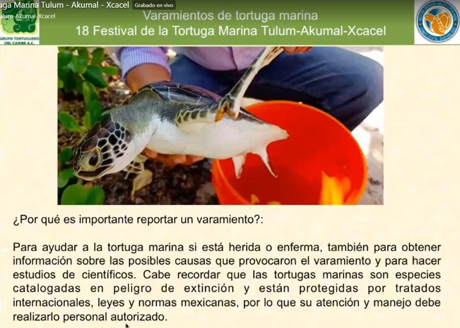 Quintana Roo promueve la conservación tortugas marinas