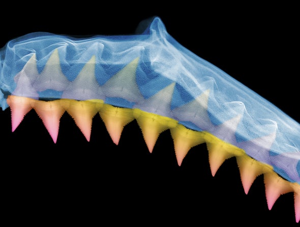 ¿Cómo mantienen los tiburones sus dientes tan afilados? 