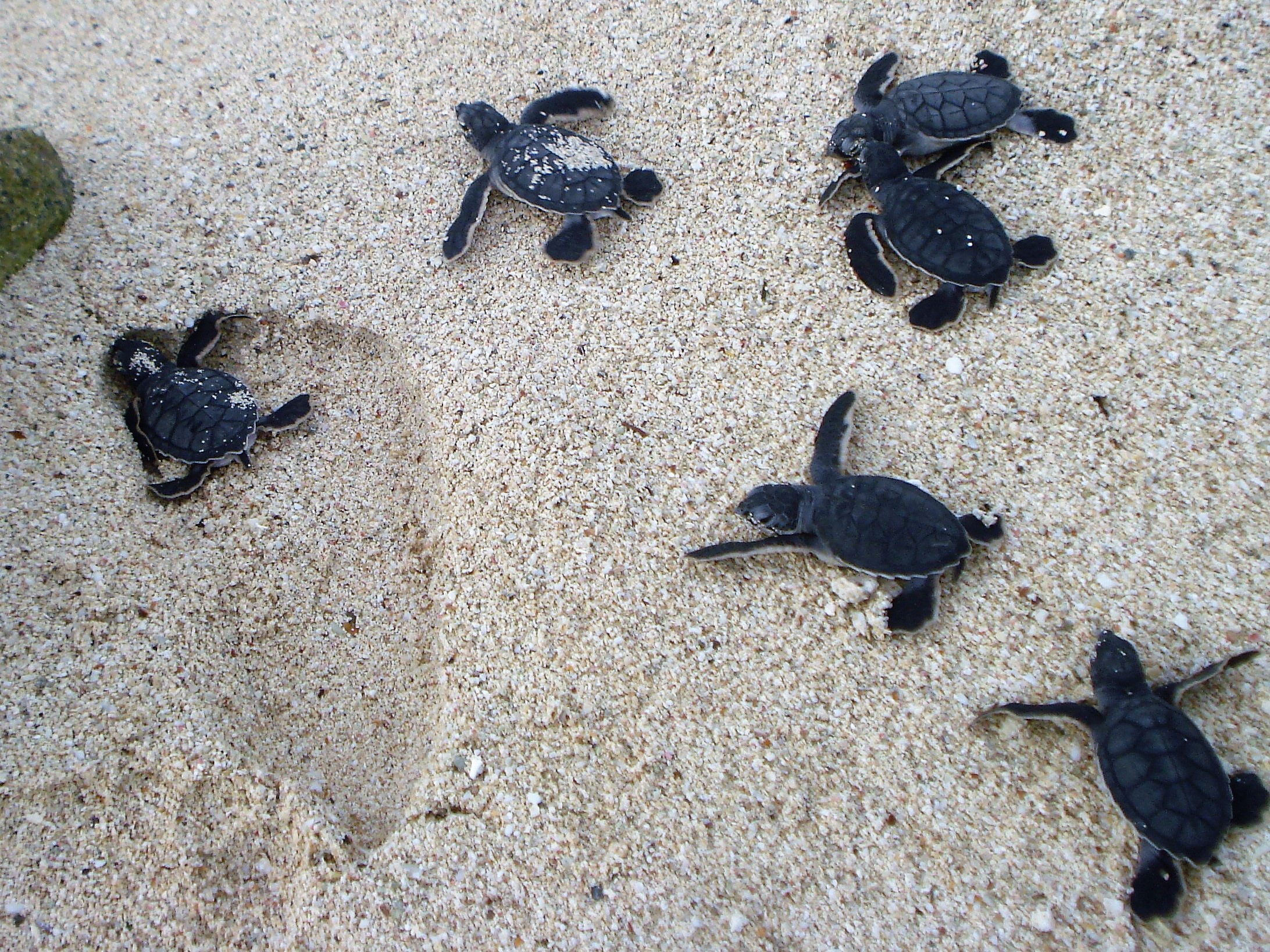 Recomendaciones a habitantes y turistas para la protección de nidos de  tortugas marinas - Revista Gente Quintana Roo