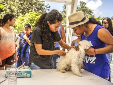 Fortalecen en Puerto Morelos la protección y el bienestar animal