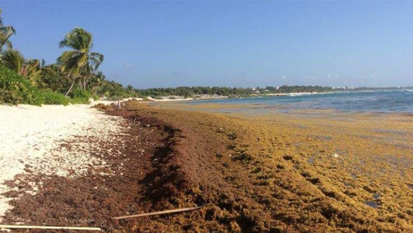 Arribo de sargazo a las costas del Caribe Mexicano para el 2021