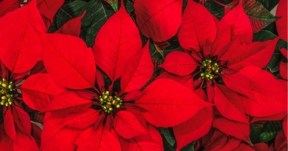 Nochebuena: La flor que México le regaló a la Navidad - Revista Gente  Quintana Roo