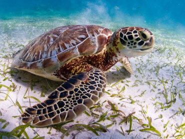 Por cambio climático, en riesgo la reproducción de tortugas marinas