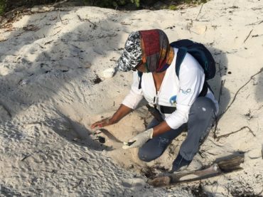 Se fortaleció en 2019 la cultura de protección de la tortuga marina en Puerto Morelos