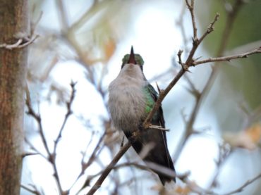 “Chipes Mangleros de Cozumel” de la FPMC, registraron 18 especies de aves en Chankanaab