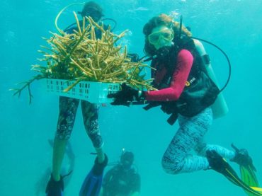Más de 48 mil colonias de coral de 12 especies se han producido en Quintana Roo