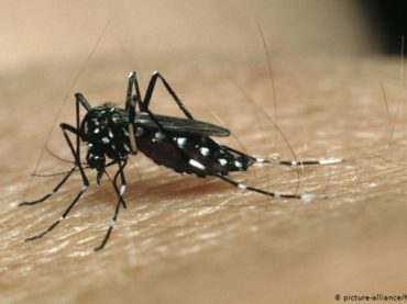 En América Latina hoy mata el dengue, no el coronavirus
