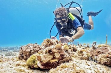Se trabaja con instituciones internacionales para mejorar las condiciones de los arrecifes
