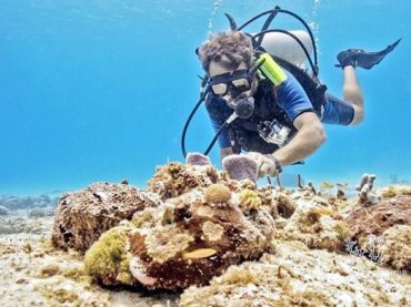 Se trabaja con instituciones internacionales para mejorar las condiciones de los arrecifes