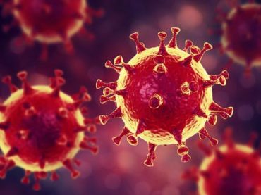 Coronavirus: por qué los murciélagos, considerados la probable fuente de la neumonía de Wuhan, transmiten tantos virus