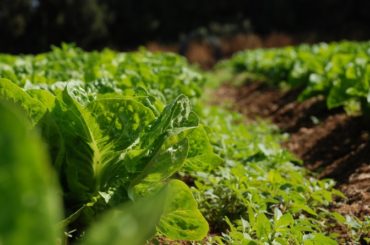 La agroecología como práctica revolucionaria