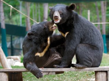 China aprueba medicina con bilis de oso para Covid-19