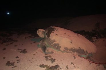 Registran 21 nidos de tortuga marina en Punta Sur