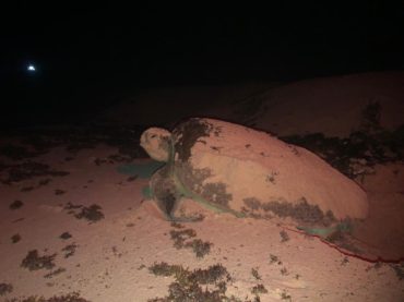 Registran 21 nidos de tortuga marina en Punta Sur