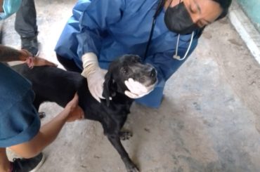 Se implementan acciones conforme a la “Ley de Bienestar Animal”, en la isla de Cozumel