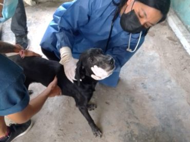 Se implementan acciones conforme a la “Ley de Bienestar Animal”, en la isla de Cozumel