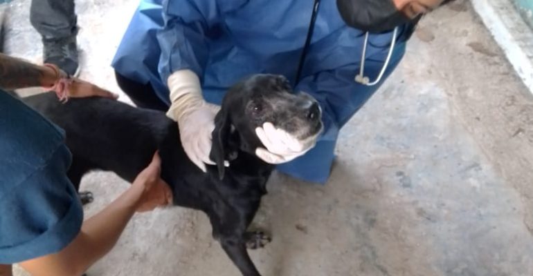 Se implementan acciones conforme a la “Ley de Bienestar Animal”, en la isla de Cozumel