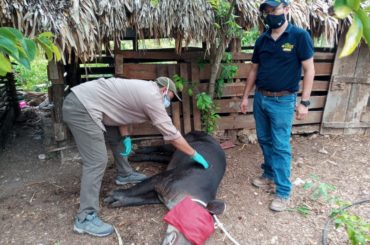 Dependencias federales y estatales realizan labor de rescate a especie endémica de Quintana Roo