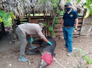 Dependencias federales y estatales realizan labor de rescate a especie endémica de Quintana Roo