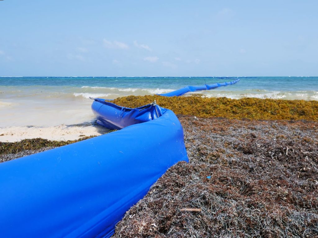 Sargazo en Quintana Roo, Recolectan 17 mil 865 toneladas de macroalga durante la temporada de sargazo 2020