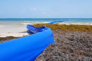 En abril quedarán listas barreras antisargazo en Playa del Carmen