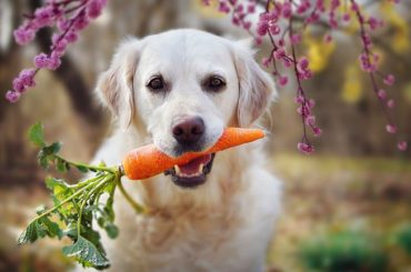 Por qué No es recomendable alimentar a tus perros y gatos con productos animales