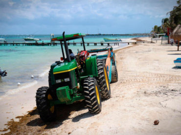 Se activan en Puerto Morelos acciones para mantener las playas libres de sargazo