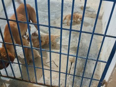 Fueron rescatados siete caninos en estado de desnutrición