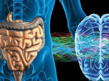 Por qué lo llaman “el segundo cerebro” y otros 6 datos sorprendentes sobre el intestino