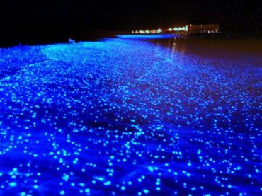 La bioluminiscencia, un fenómeno recuperado gracias al confinamiento