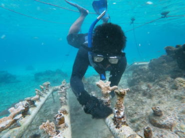 La FPMC continúa con el Programa de Restauración de Arrecifes
