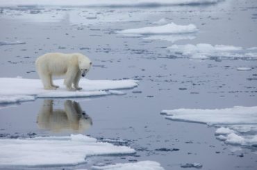 Cambio climático podría extinguir a osos polares antes del 2100