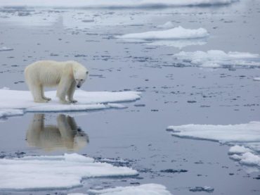 Cambio climático podría extinguir a osos polares antes del 2100