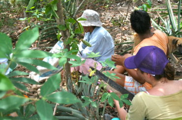 La chagra: fertilidad de la Amazonía