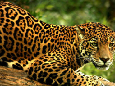 Jaguares enfrentan grave amenaza: la medicina china