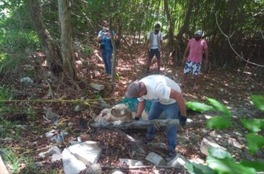 Segundo manatí muerto en lo que va del 2020