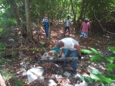 Segundo manatí muerto en lo que va del 2020