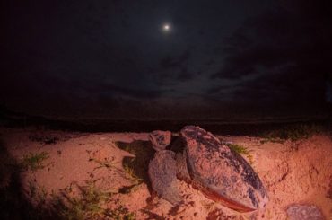 Cozumel ha contabilizado 239 nidos en el Campamento Tortuguero Punta Sur