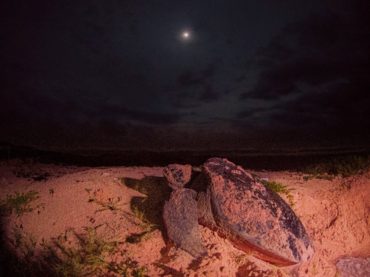 Cozumel ha contabilizado 239 nidos en el Campamento Tortuguero Punta Sur