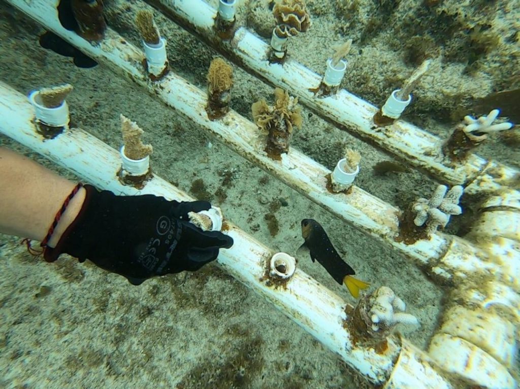 Crecimiento, restauración  y ramificación de los corales