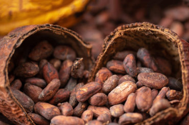 Chocolateros van al rescate del cacao mexicano