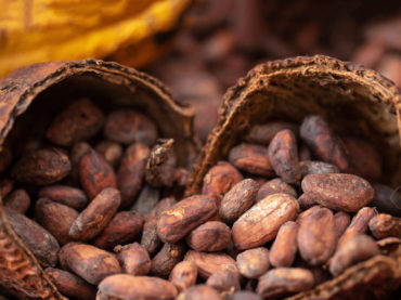 Chocolateros van al rescate del cacao mexicano