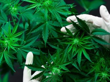 Cannabis medicinal, oportunidad que florece