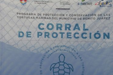 Se supera el millón de huevos de tortugas marinas protegidas en 2020