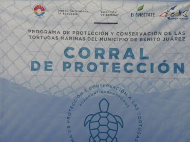 Se supera el millón de huevos de tortugas marinas protegidas en 2020