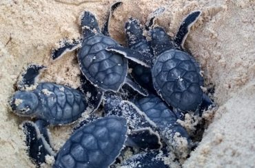 Programa de Protección de la Tortuga Marina