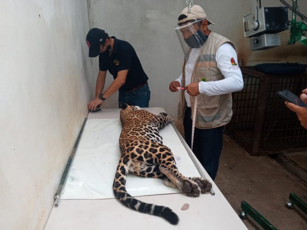 Liberan Jaguar en la Reserva de la Biosfera de Sian kaan